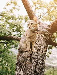 泰比猫在夏天坐在树上图片