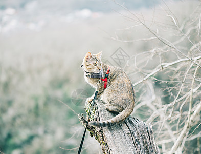 猫在森林树干顶部的皮带上图片