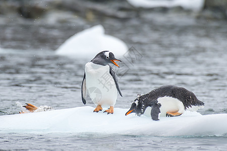 冰上金图企鹅蓝色动物野生动物羽毛白色荒野旅行黑色冰山生态图片