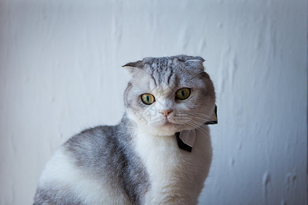苏格兰式的折叠猫 领领领 抬头看 当绅士在白色背景上震惊猫科动物领结眼睛先生折叠宠物小猫领带猫咪图片