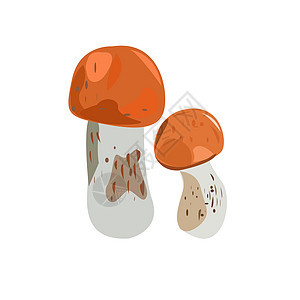 在白色背景上的白杨蘑菇图片