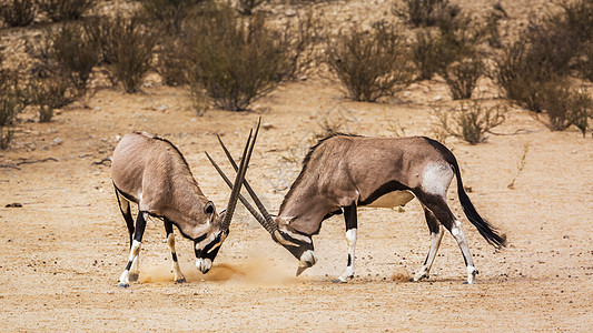南非Kgalagadi跨界公园的南非奥里克斯旅游旱地风景气候哺乳动物运动观察动物驱动行为图片