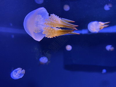 根口水母在水中跳舞的水母 也被称为浮铃 澳大利亚水母 棕色水母或白点水母 它原产于西太平洋背景