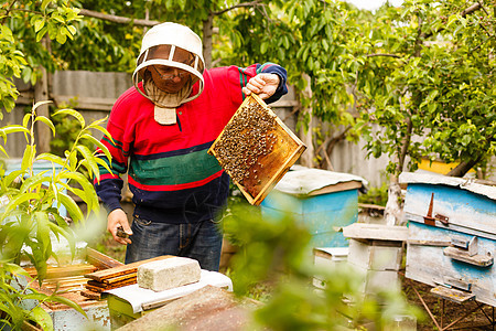 养蜂人的工作收集蜂蜜 养蜂概念图片