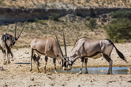 南非Kgalagadi跨界公园的南非奥里克斯斗争决斗目的地风景沙漠荒野哺乳动物旅游气候观察图片