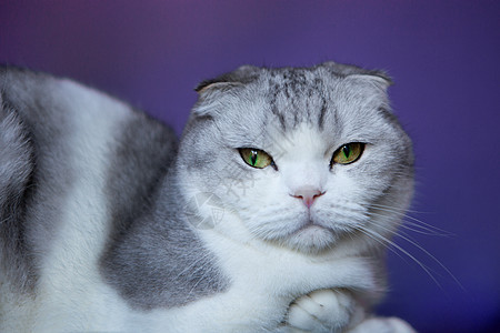 蓝色背景上的白猫英国折耳猫苏格兰短毛猫 白猫英国折耳猫图片
