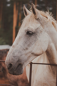 白色马匹在马棚里 温暖的颜色 贴近马粮白马农场鬃毛马术摊位闲暇猪蹄蹄子哺乳动物图片