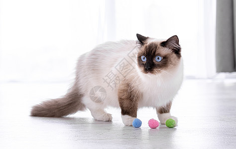 Ragdoll 猫肖像感情爪子白色蓝色玩具布娃娃眼睛动物毛皮过敏图片