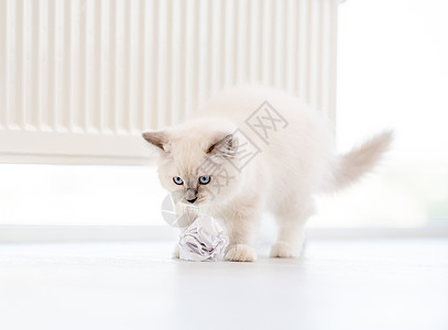 灯光室的拉格多猫爪子毛皮蓝色猫咪工作室白色宠物哺乳动物眼睛动物背景图片