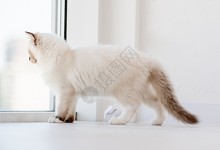 灯光室的拉格多猫爪子窗户白色工作室哺乳动物毛皮动物眼睛蓝色宠物背景图片