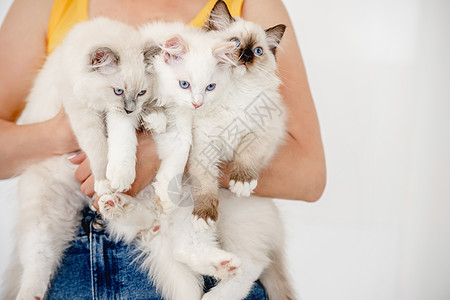 拥有杂草袋猫的业主哺乳动物白色猫咪眼睛动物工作室爪子家庭女孩女性图片