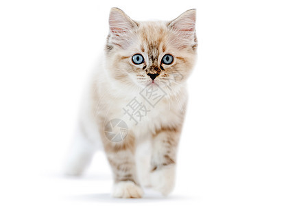 Ragdol 小猫在白色背景中被孤立工作室蓝色爪子毛皮猫咪眼睛婴儿哺乳动物孩子们宠物图片