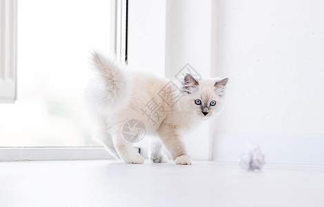 灯光室的拉格多猫动物工作室玩具爪子哺乳动物宠物白色蓝色毛皮眼睛背景图片