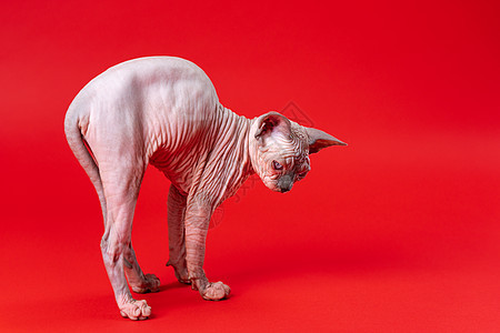 四个月大的美丽的加拿大女性Sphynx猫 在红色背景的伸展爪子上图片
