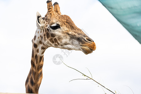 在加拿大多伦多附近的野生动物保护区 一只好奇的长颈鹿 在蓝天白云上的肖像椎骨动物男性环境哺乳动物女性鼻子眼睛耳朵骆驼图片