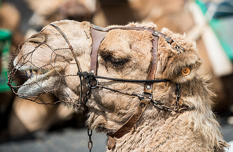 兰萨罗特岛的骆驼护航动物哺乳动物骆驼队运输旅行单峰沙漠游客驼峰图片