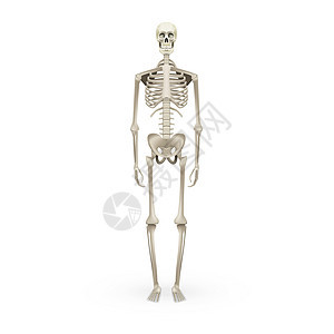 逼真的骨架人体解剖学上惠特孤立图片