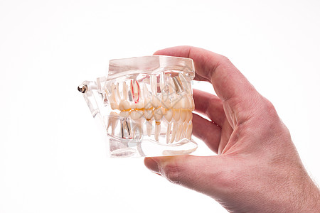 白色背景上的牙牙医假牙下巴布局教学医生口服口腔科假肢牙齿矫正制品男人微笑图片