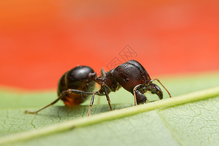 宏红蚂蚁团体红色动物黑色团队工作殖民地食物野生动物昆虫图片
