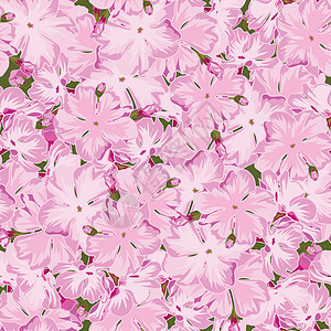 逼真的手绘风格的无缝花卉粉色福禄考背景图片