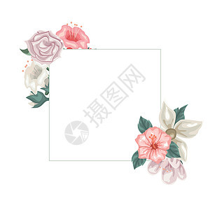 芙蓉花 郁金香和玫瑰的框架 用于奉献图片