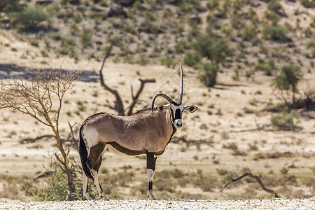 南非Kgalagadi跨界公园的南非奥里克斯牛科荒野驱动生物气候观察保护区喇叭风景旅游图片