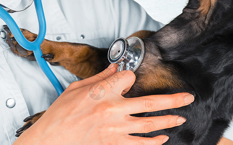 兽医家在诊所听狗医师职业女性猎犬女士动物宠物医疗工人白色图片