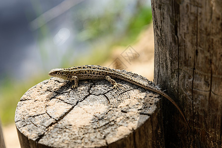 小蜥蜴在俄罗斯拉桑地区的树桩上摆布图片