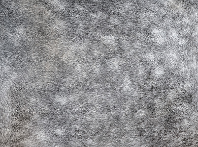 灰色斑马动物外套的质地 灰色和白色头发的马皮-真正的天然毛皮 文本的自由空间 马隐藏特写 灰色毛皮纹理-抽象背景图片