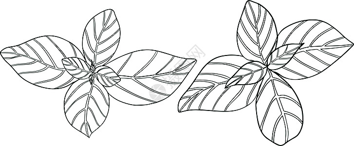香粽在白色背景隔绝的罗勒叶 罗勒是一种芳香和芳香的调味品 手绘矢量图 它制作图案着色树叶烹饪草本植物收藏香蒜叶子菜单宏观美食彩页插画