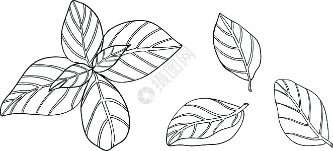 在白色背景隔绝的罗勒叶 罗勒是一种芳香和芳香的调味品 手绘矢量图 它制作图案着色香蒜厨房叶子蔬菜美食植物菜单收藏彩页草本植物图片