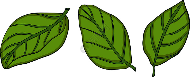 孤立在白色背景上的罗勒 罗勒香调料 手绘矢量图 彩色图案厨房宏观香蒜香料沙拉草本植物树叶收藏饮食植物图片