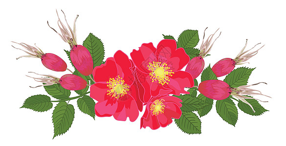 在逼真的手绘样式中设置红色的玫瑰花和叶子蓝色纪念日植物学茄子花园草药植物卫生花坛插图图片