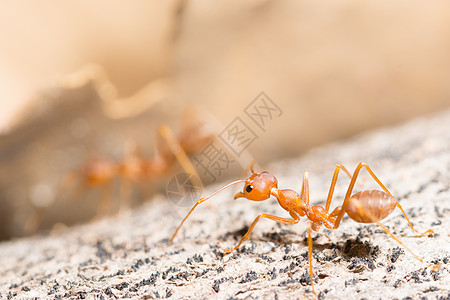 宏红蚂蚁宏观漏洞生物动物野生动物叶子食物工人绿色图片