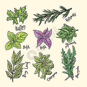 草药和香料种子叶子食物香菜调味品草图收藏蔬菜植物味道图片