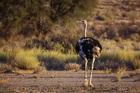 南非Kgalagadi跨界公园的非洲Ostrich野性鸵鸟鹤科动物观察驱动保护区气候野生动物沙漠图片