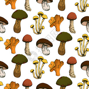 蘑菇手绘矢量 seamlees 模式 独立素描有机食品绘图背景蔬菜菜单食物森林插图草图牡蛎植物学食谱涂鸦图片