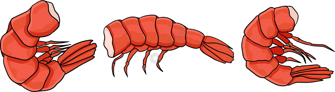 虾虾图标设置 收集无壳虾 它制作图案的现实矢量营养尾巴插图海鲜午餐海洋甲壳动物对虾宏观图片