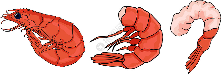 虾虾图标设置 收集无壳虾 它制作图案的现实矢量蔬菜午餐贝类标识甲壳炙烤海洋食物老虎对虾图片
