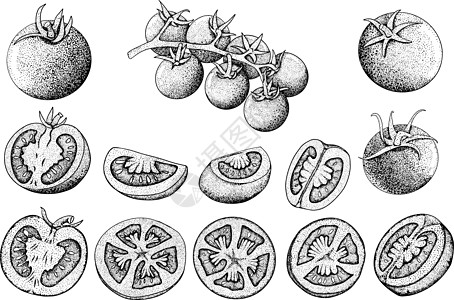 手绘西红柿 用西红柿的切片和分支设置草图 孤立在白色背景上的矢量图解 写实植物宏观烹饪蔬菜墨水水果刷子市场饮食食物绘画图片