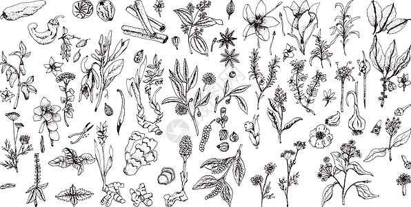 一套手绘矢量香料和香草 药用化妆品烹饪植物蓍草收藏豆类场地插图西洋洋甘菊草药荒野植物学图片