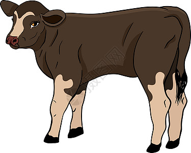 白手绘制的牛动物放牧病媒图解中的牛被隔离 牛奶农场宠物 和设计的插图装饰品涂鸦艺术绘画奶牛草图哺乳动物边界海报织物图片