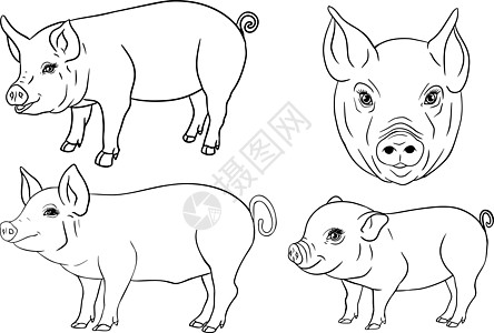 猪 在白色背景下孤立的小猪头的矢量图解 农场动物素描写实风格的剪贴画 和设计的插图猪肉雕刻鼻子家畜标签蚀刻公猪家园小猪手绘图片