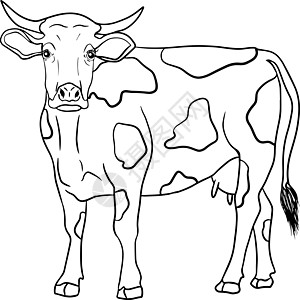 白手绘制的牛动物放牧病媒图解中的牛被隔离 牛奶农场宠物 和设计的插图边界横幅农业国家哺乳动物涂鸦农田草图卡片奶制品图片