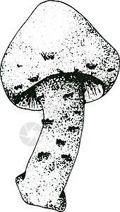 手绘复古蘑菇 食用菌矢量背景 手绘食物图纸 森林植物草图 完美的食谱菜单标签图标包装植物设计美食涂鸦插图雕刻收成牡蛎蚀刻植物学蔬图片