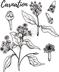 康乃馨 一套手绘矢量香料和香草 药用化妆品烹饪植物图片