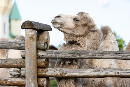 在动物园的一只骆驼头发运输驼峰沙丘动物沙漠漫游野生动物干旱哺乳动物图片