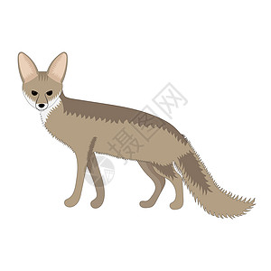 Blanford的狐狸矢量插图 孤立在白色背景上 成年狐狸图片