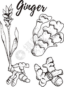 姜 一套手绘矢量香料和香草 药用化妆品烹饪植物图片