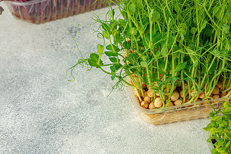 在餐桌上托盘中种植的麦基罗绿色植物叶子草本植物饮食宏观蔬菜生长婴儿图片